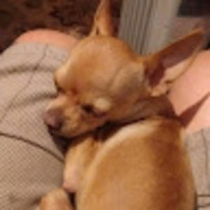 Meet your Posher, Harvey